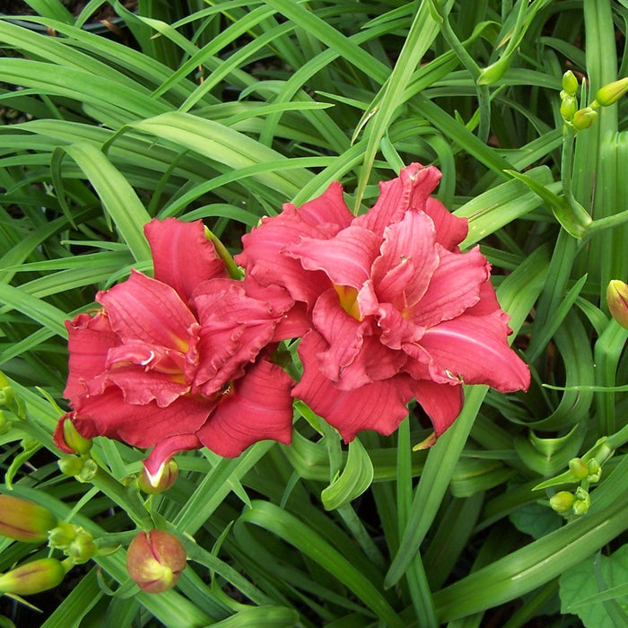 Daylily, Double Pardon Me Daylily