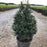 Ilex crenata 'Steeds'  - Steeds Upright Japanese Holly