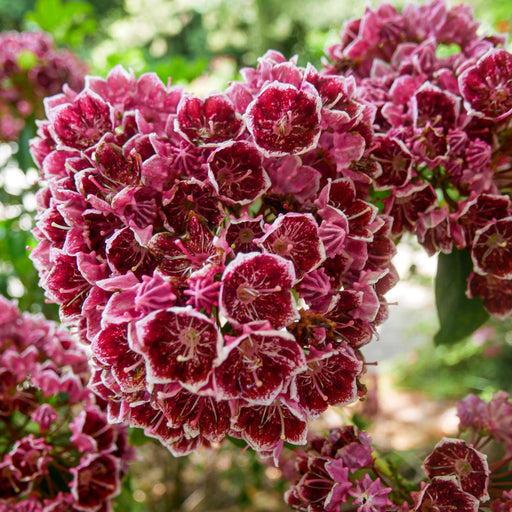 Mountain Laurel, Keepsake Mountain Laurel