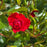 Rose, Flower Carpet® Mini Cherry Rose