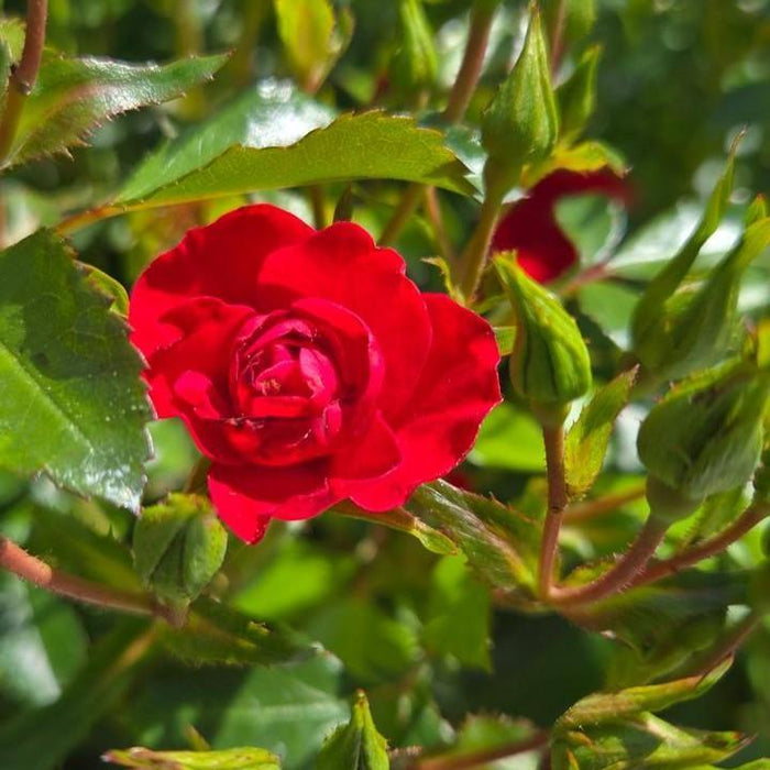 Rose, Flower Carpet® Mini Cherry Rose