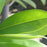 Magnolia, Moonglow Sweetbay Magnolia