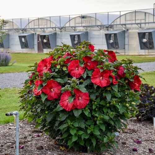 Hibiscus, Summerific® Valentine Crush Hibiscus