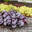 Coral Bells, Dolce® Silver Gumdrop Heuchera