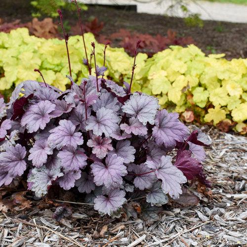 Coral Bells, Dolce® Silver Gumdrop Heuchera
