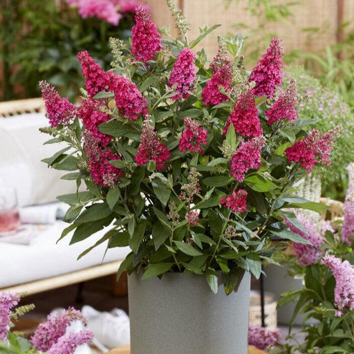 Butterfly Bush, Butterfly Candy® Li'l Raspberry Butterfly Bush