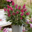Butterfly Bush, Butterfly Candy® Li'l Raspberry Butterfly Bush