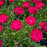 Dianthus, Glamour Time™ Dianthus