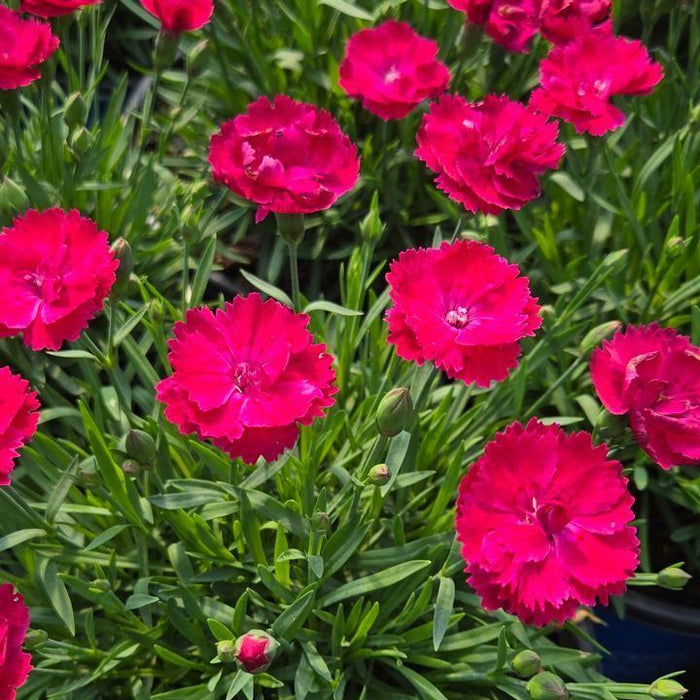 Dianthus, Glamour Time™ Dianthus