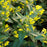 Lysimachia ciliata  - Fringed Loosestrife