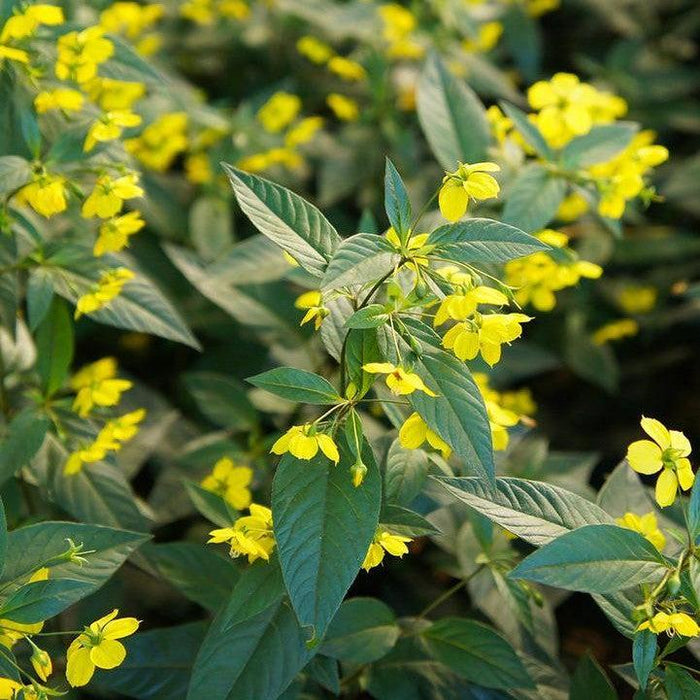 Lysimachia ciliata  - Fringed Loosestrife