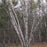 Birch, Paper Birch