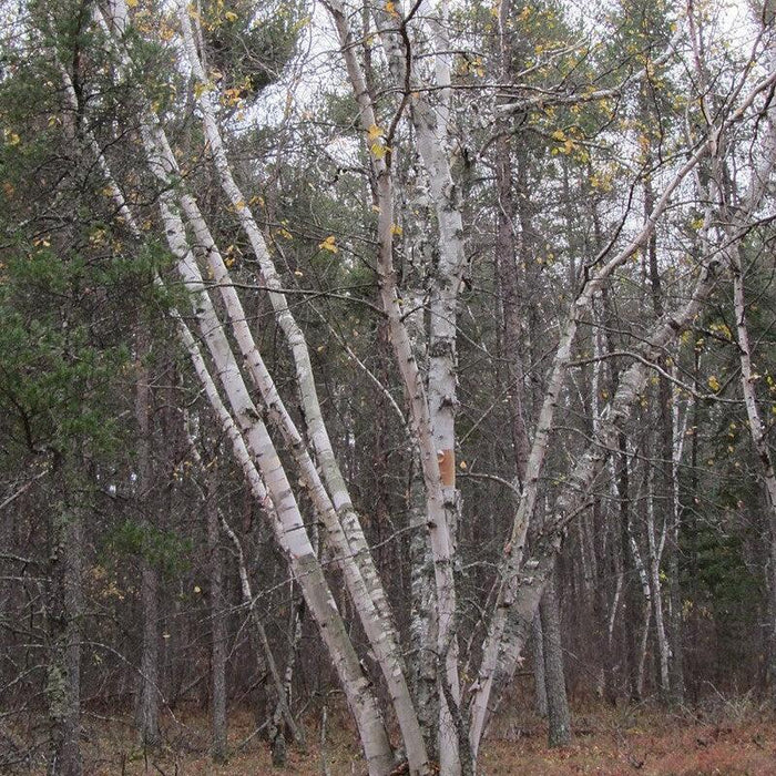Birch, Paper Birch
