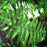 Fern, Lady Fern