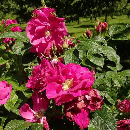 Rose, Purple Pavement Rugosa Rose
