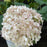 Hydrangea, Invincibelle® Wee White Smooth Hydrangea