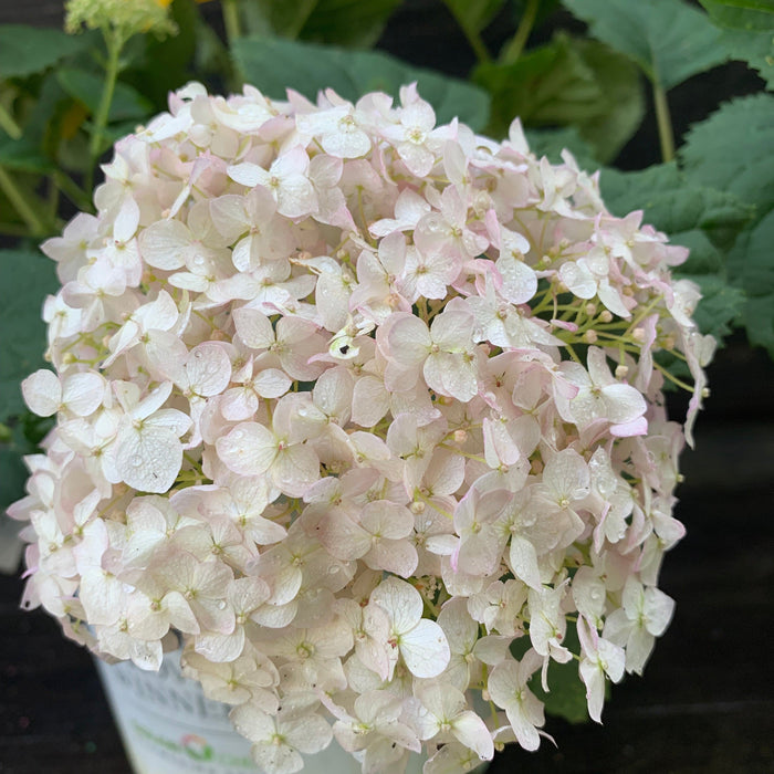 Hydrangea, Invincibelle® Wee White Smooth Hydrangea