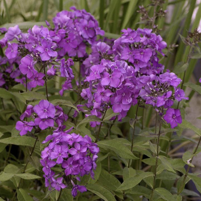 Phlox, Blue Paradise Phlox