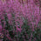 Hyssop, Meant to Bee® Royal Raspberry Agastache