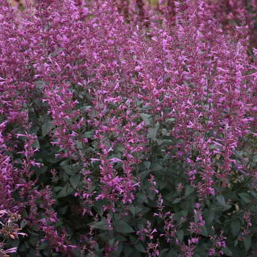 Hyssop, Meant to Bee® Royal Raspberry Agastache