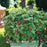 Raspberry, Shortcake® Raspberry