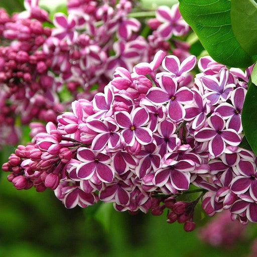 Lilac, Sensation Lilac