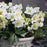 Hellebore, HGC® Jacob Christmas Rose