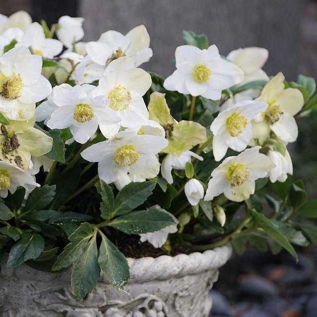 Hellebore, HGC® Jacob Christmas Rose