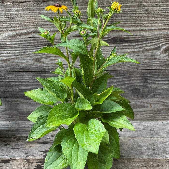 Black Eyed Susan, Goldsturm Black-Eyed Susan