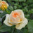 Rose, Showpiece™ Champagne Rose