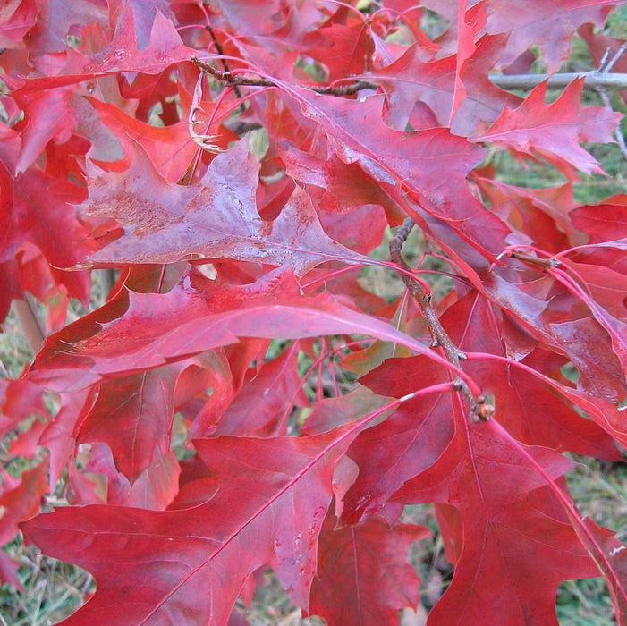 Oak, Scarlet Oak
