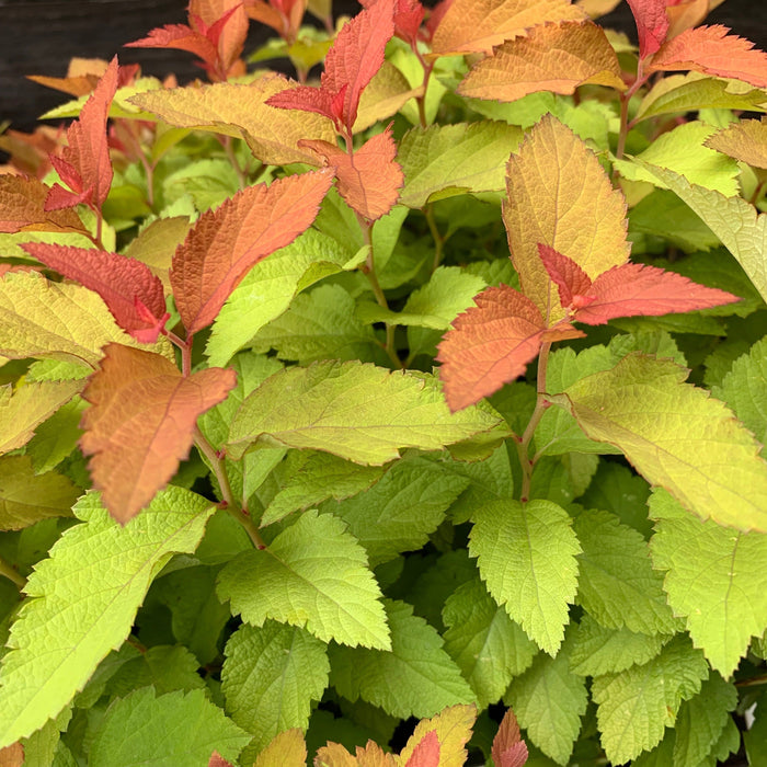 Spirea, Double Play® Candy Corn® Spirea