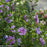 Hibiscus, Lavender Chiffon® Rose of Sharon