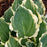 Hosta, PW® Shadowland® Hope Springs Eternal Hosta