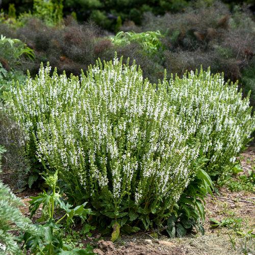 Salvia, White Profusion Meadow Sage