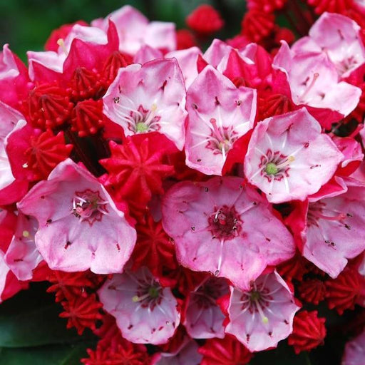 Mountain Laurel, Firecracker Mountain Laurel