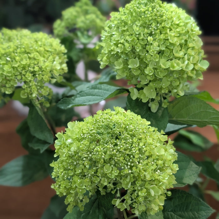 Hydrangea, PW® Powerball™ Hydrangea