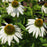 Coneflower, White Swan Echinacea, Coneflower