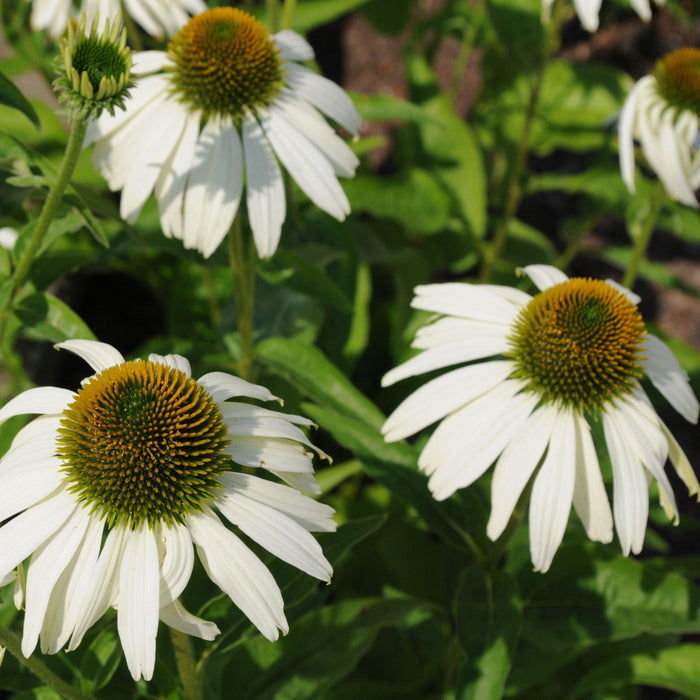 Coneflower, White Swan Echinacea, Coneflower