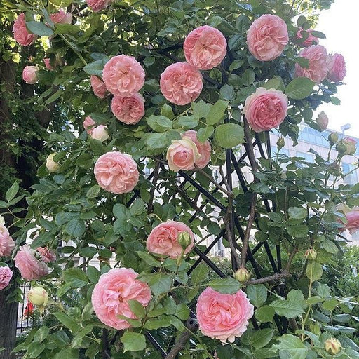Rose, Eden® Climber Climbing Rose