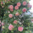 Rose, Eden® Climber Climbing Rose
