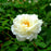 Rose, Reminiscent™ Crema Rose