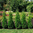 Arborvitae, Bloomin' Easy® Private Jet™ Arborvitae