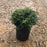 Ilex crenata 'Soft-Touch'  - Soft Touch Japanese Holly