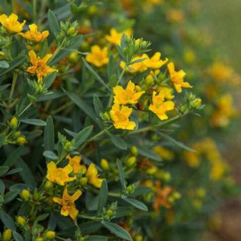 St. John's Wort, First Editions® Cobalt-n-Gold™ St. John's Wort