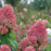 Hydrangea, Quick Fire Fab® Hydrangea