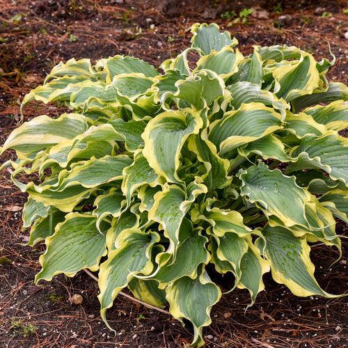 Hosta, PW® Shadowland® Voices in the Wind Hosta