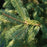 Spruce, Black Hills Spruce
