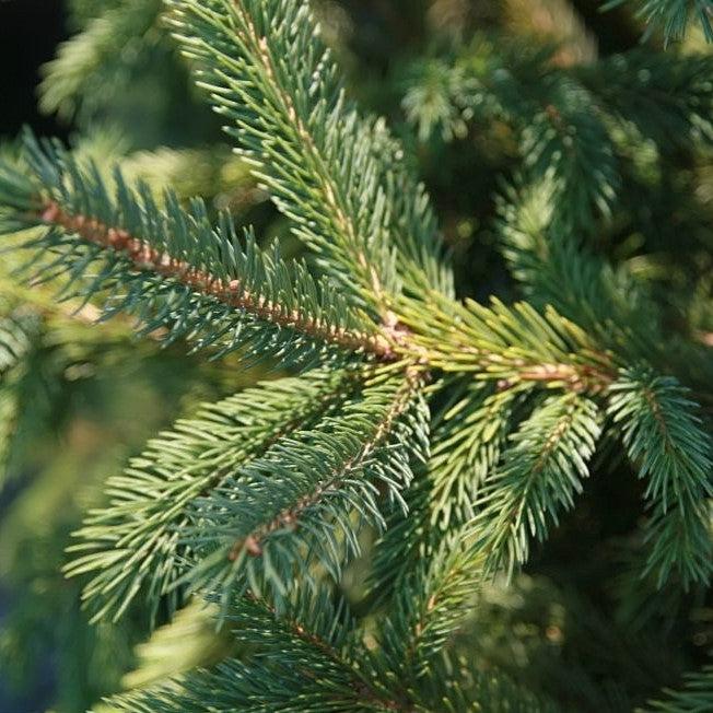 Spruce, Black Hills Spruce