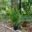 Arborvitae, Green Giant Arborvitae